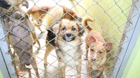 51 perros abandonados en la romería buscan nuevo dueño en albergue municipal de Cartago