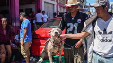 “Bolillo”, el perro que viaja con la caravana de migrantes hondureños
