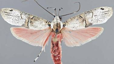 Nueva mariposa con alas traseras rosadas fue descubierta en Guanacaste