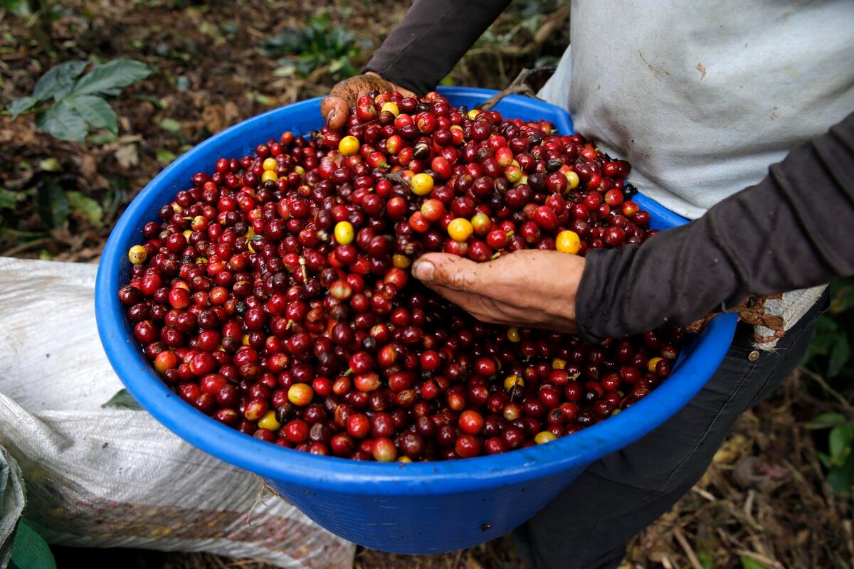 Café es el nuevo símbolo nacional de Costa Rica La Nación