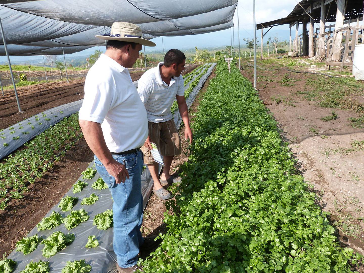La producción de la agricultura familiar se comercializa especialmente en las ferias del agricultor y en ventas locales en los pueblos. Foto: Cortesía FAO
