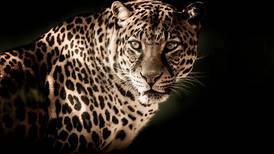 Leopardo es abatido tras atacar a policía en Irán