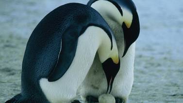 Expertos piden cuidar mejor el Antártico en el día mundial de los pingüinos