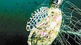 Basura afecta a 57.000 animales marinos al año