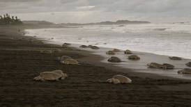 Cientos de tortugas lora arriban masivamente a Ostional