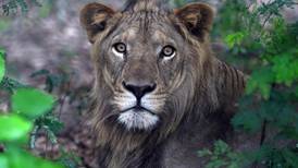 Zoológico de Pakistán subasta 12 leones por falta de espacio y altos costos