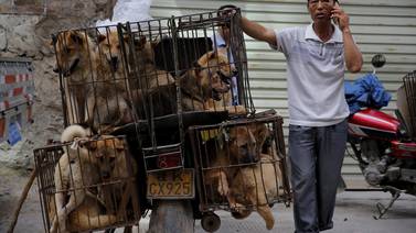 Polémica rodea festival de carne de perro en China