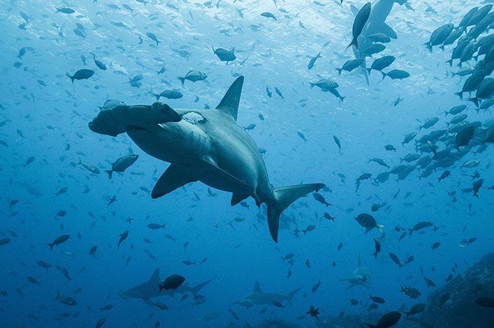 Tráfico de aletas de tiburones para preparar sopa en Asia recibe un duro golpe desde Panamá