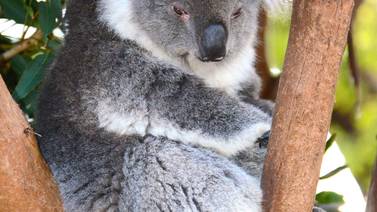 Australia sacrificó a unos 700 koalas que pasaban hambre
