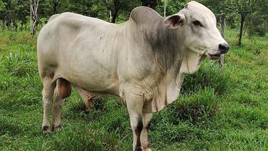 Toro rescatado del matadero salva a 30 vacas de las cabezas de agua de Aguas Zarcas