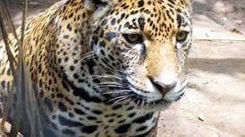 Recapturados jaguares que  escaparon de jaula
