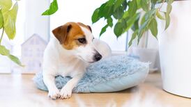 Aprende a proteger a tu mascota con Lysol© Pet Solutions