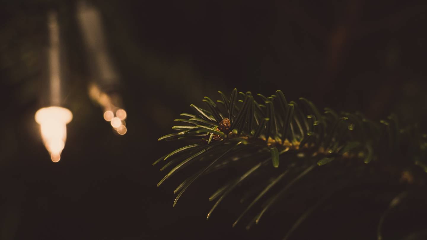 El Explicador - Qué hacer con árbol de Navidad - Origen de los árboles de Navidad