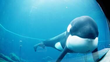 Keiko, la orca detrás de ‘Liberen a Willy’, que nunca encontró la verdadera libertad