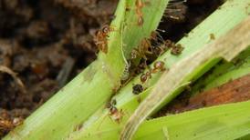 ‘Hormiga loca’ se extiende por Costa Rica, y amenaza cultivos y animales domésticos