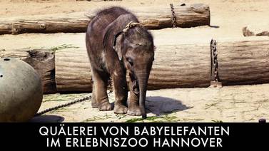 Video muestra supuesto maltrato a elefantes del zoológico de Hanóver, abren investigación