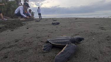 Proyecto en playa limonense liberó 70.000 tortugas marinas en peligro de extinción 