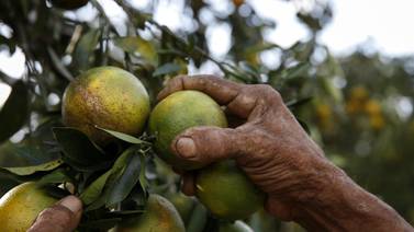 Planes de atracción de mano de obra evitan crisis en recolecciones agrícolas
