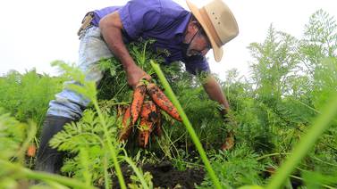 Horticultores de Cartago van a vender sus productos a Guanacaste para sortear la pandemia