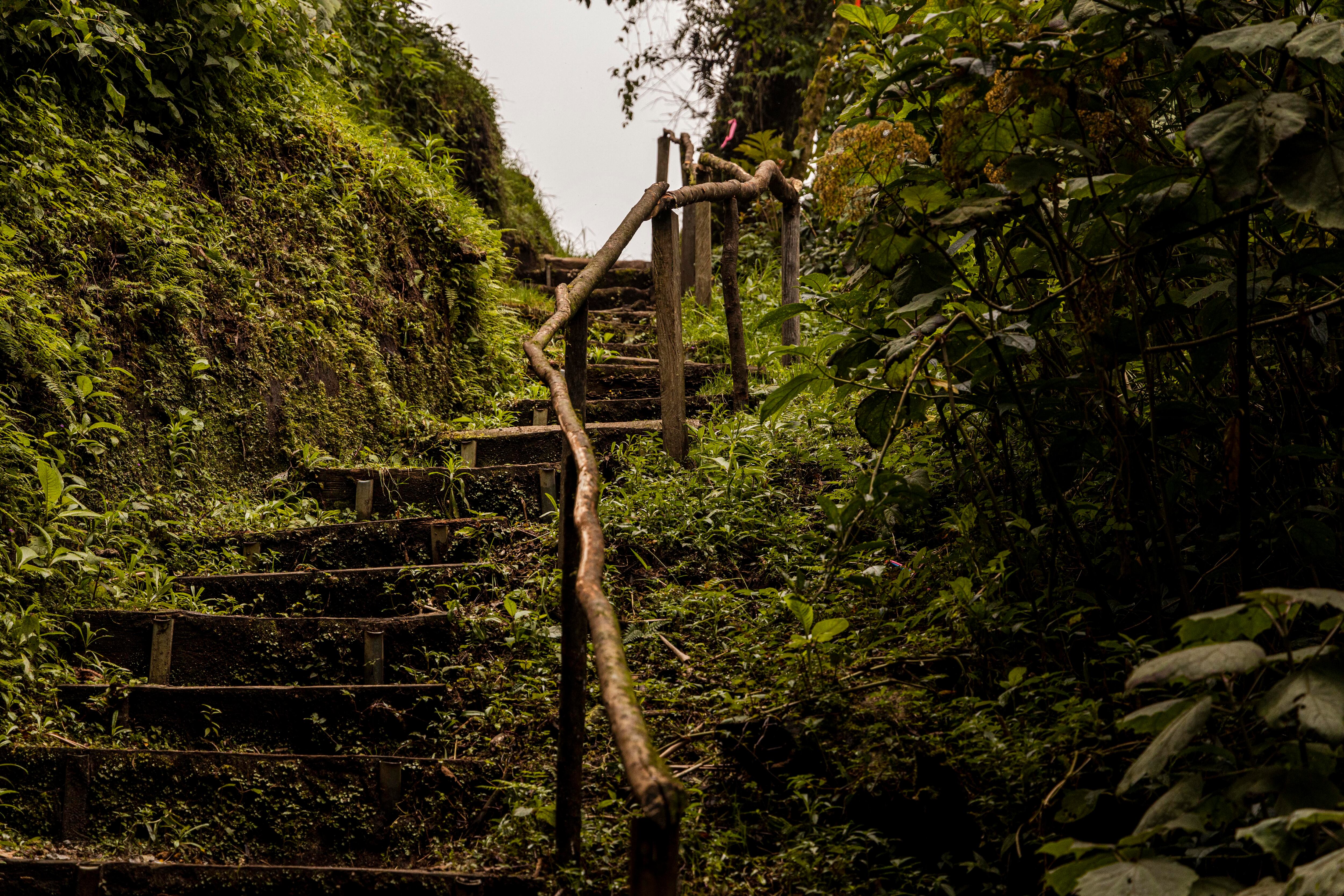 Los senderos lo llevará a descubrir este maravilloso bosque. (Foto: Alonso Tenorio)