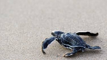 Países pretenden  proteger sitio de crianza de tortugas y ballenas azules