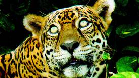 Jaguares ticos posan ante el lente de la BBC