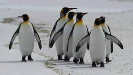 Malvinas apuestan a sus pingüinos para impulsar turismo natural 
