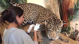 Supervivencia de jaguar en riesgo por aislamiento
