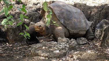 Crianza en cautiverio asegura preservación de reptiles en Galápagos