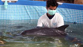 Fundación Keto cumple 10 años de impulsar la ciencia alrededor de los delfines y ballenas de Costa Rica
