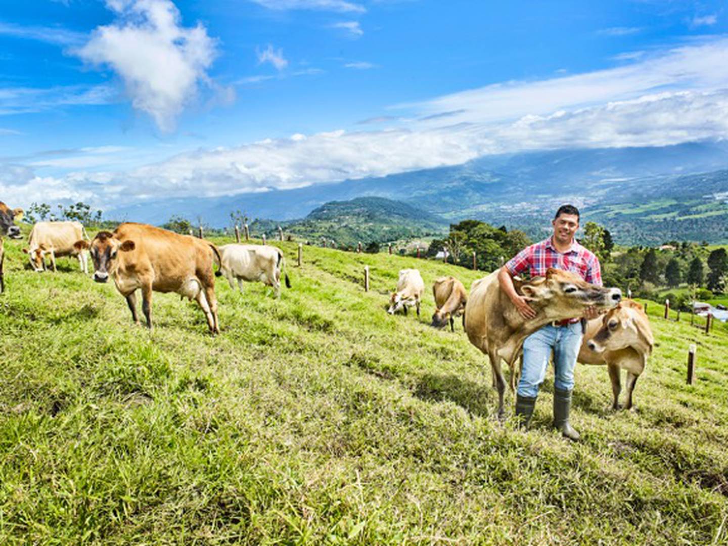 Los pequeños productores de Santa Cruz deben cumplir con una gran cantidad de requisitos para que su queso Turrialba obtenga la denominación de origen. Ellos tienen un promedio de entre 8 y 12 vacas. Foto: Arturo López/cortesía