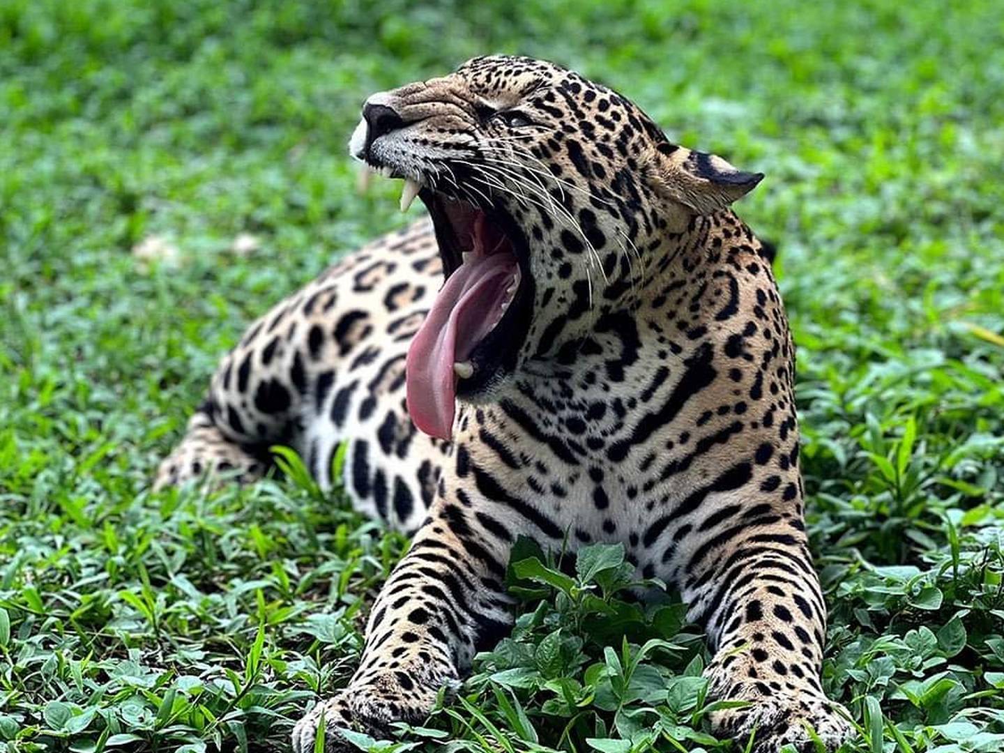 Celeste la jaguar tica.