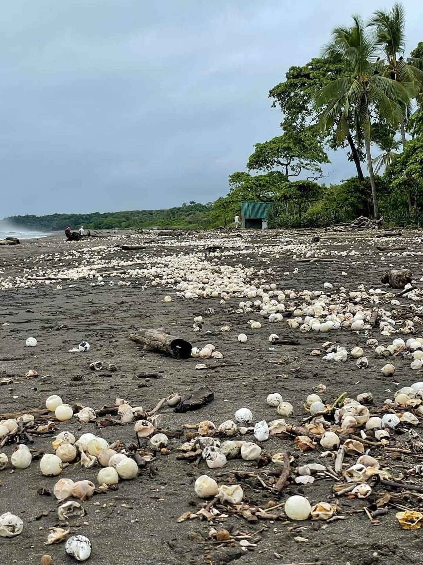 Como parte de la aectación en el área protegida por la anidación de tortugas en Ostional, que se incrementa en octubre,  los altos oleajes y la lluvia arrasan con gran parte de los nidos. Foto: Guana/Noticias.