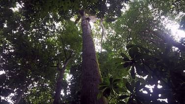 9.600 especies de árboles están en peligro de extinción en el mundo