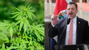 Proyecto de marihuana recreativa copia 14 artículos a plan de senador colombiano