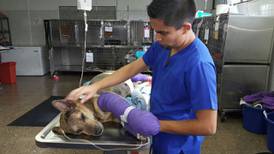 Veterinarios luchan por salvar a mascota de familia que pereció en Bagaces