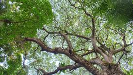 Los bosques maduros guardan el 54% del carbono