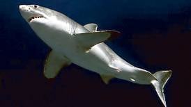 Los tiburones blancos viven más de 70 años
