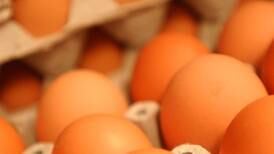  Sobreproducción e ingreso de Panamá mantienen bajo precio del huevo