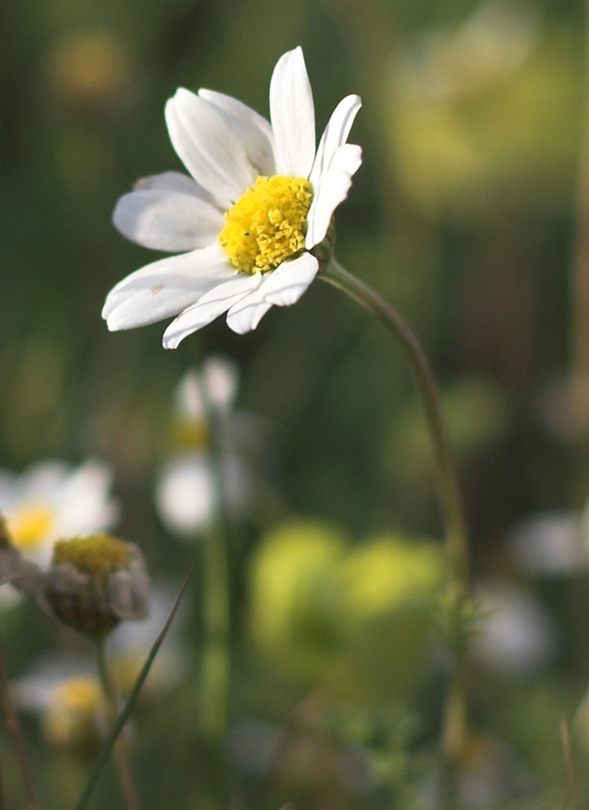 Utilice Hierbas Para Mitigar El Dolor Menstrual La Nacion Títulos de argentina antes de messi: mitigar el dolor menstrual