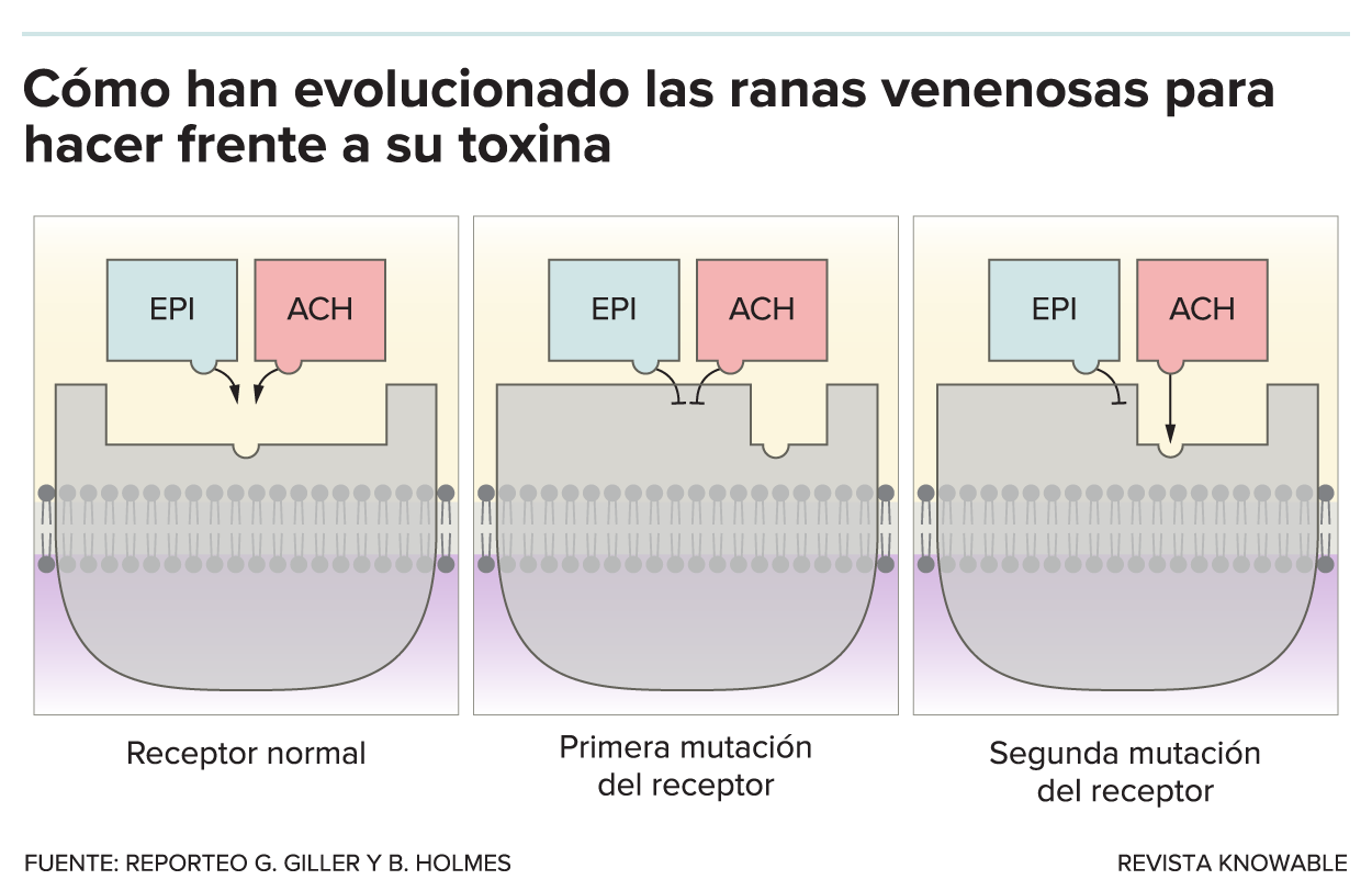 La epibatidina, una potente toxina utilizada por algunas ranas venenosas, actúa uniéndose al mismo receptor que el neurotransmisor acetilcolina (izquierda). Esto activa indebidamente el receptor, alterando la actividad nerviosa normal. En respuesta, las ranas venenosas tienen una mutación en su receptor que cambia su forma de modo que la epibatidina ya no se une tan eficazmente (centro), pero tampoco lo hace la acetilcolina. Así que las ranas han desarrollado un segundo cambio en la forma del receptor que restablece la capacidad de unión de la acetilcolina al tiempo que excluye la epibatidina, restableciendo la función nerviosa normal.