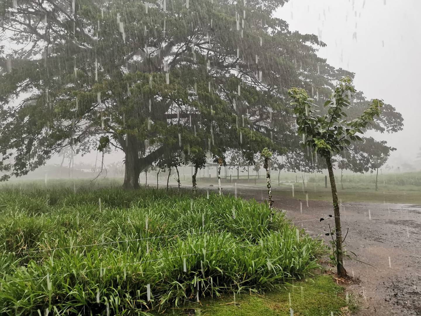 A las 3:30 p. m. en Guácimo de Limón llovía fuerte y con ráfagas de viento. Pese a ello, la CNE dejó el Caribe fuera de la alerta dictada este sábado. Foto: Reiner Montero.