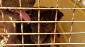 Hombre es condenado a prisión por ahorcar a su perro en España