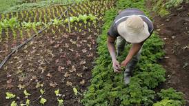 Terrenos orgánicos en Costa Rica repuntaron en dos últimos años