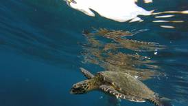 Gobierno autoriza explotación comercial de especies silvestres como tortugas, corales e iguanas