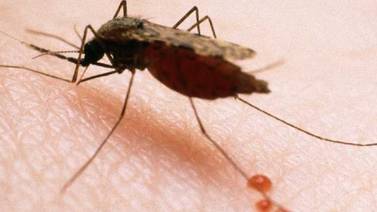 Mosquito transmisor de malaria podría desaparecer