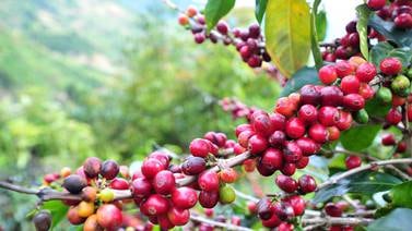 Precio internacional del café repunta mientras aún queda por vender 20% de la cosecha de Costa Rica