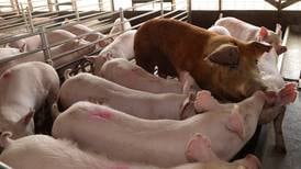 Porcicultores establecerán precios de referencia de la carne de cerdo para Costa Rica 