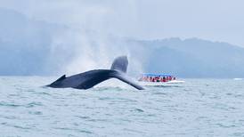 Incopesca analiza suspender cobro de carné para avistamiento de ballenas: costo diario es de $5,65 