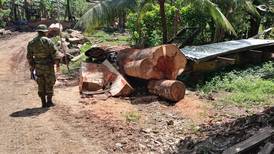 Minae desarticula banda dedicada a robo de madera en Caribe Sur